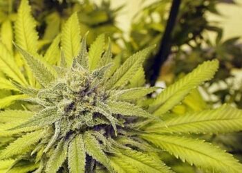Le cannabis médical pourra être utilisé de façon mieux ciblée en Suisse