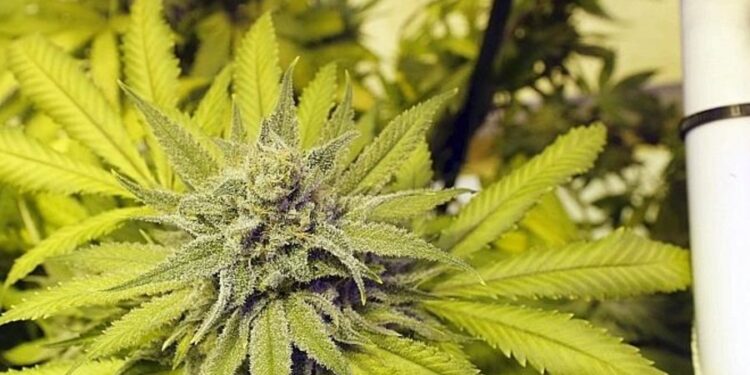 Le cannabis médical pourra être utilisé de façon mieux ciblée en Suisse