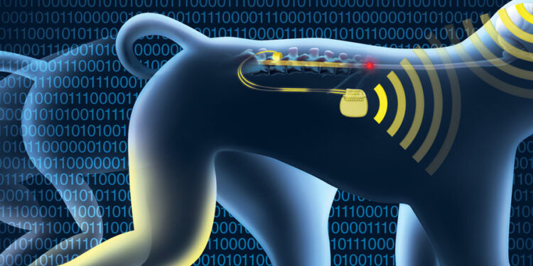 Des singes paralysés remarchent grâce à des neuro-implants