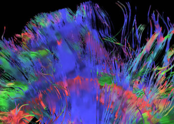 Course larvée pour décrypter le cerveau