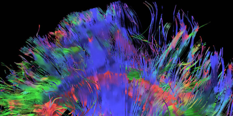 Course larvée pour décrypter le cerveau