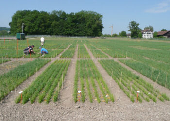Un test de maïs OGM autorisé, et c’est tout le débat sur le génie génétique qui est relancé