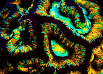 L’énigme des coraux fluorescents
