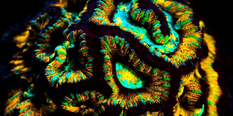 L’énigme des coraux fluorescents