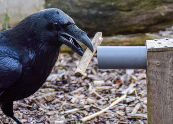 Des corbeaux capables d’anticiper l’avenir
