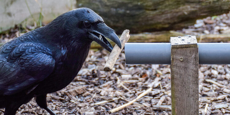 Des corbeaux capables d’anticiper l’avenir