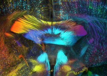 Comprendre comment le cerveau décide