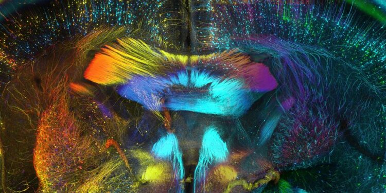 Comprendre comment le cerveau décide