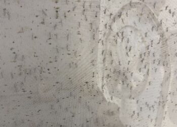 Une bactérie inoculée au moustique pour lutter contre la dengue