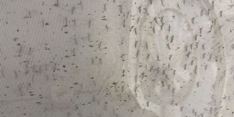 Une bactérie inoculée au moustique pour lutter contre la dengue