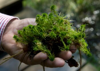 Dans la tourbière du Marais-Rouge