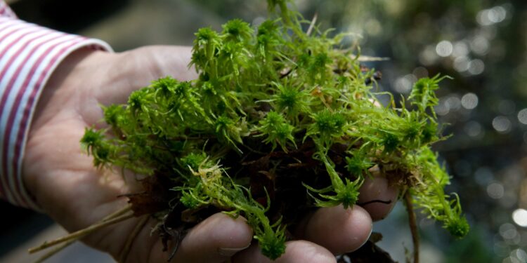 Dans la tourbière du Marais-Rouge