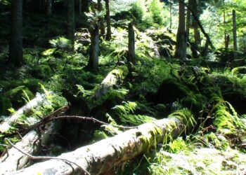 Au Misox, à la découverte d’une forêt livrée à elle-même