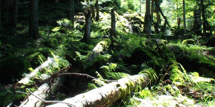 Au Misox, à la découverte d’une forêt livrée à elle-même