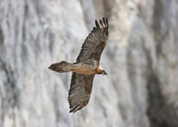 Carnet rose chez les gypaètes