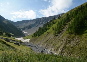 Le cerf élaphe, seigneur établi, mais épié et contrôlé