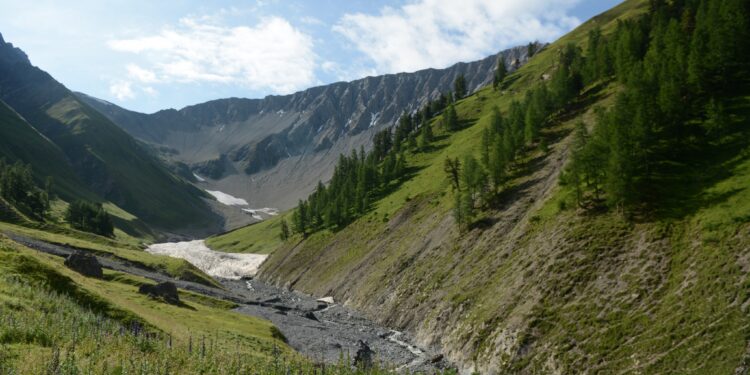 Le cerf élaphe, seigneur établi, mais épié et contrôlé