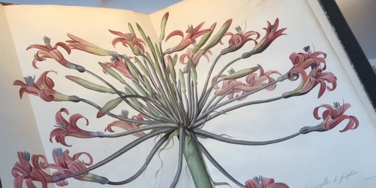 Le réveil impérial d’un trésor séché