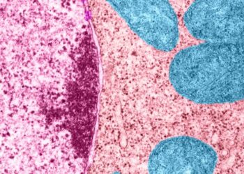 Deux molécules naturelles pour vieillir moins vite