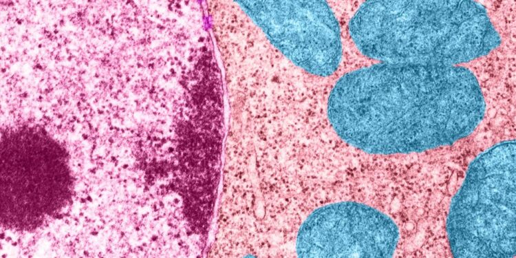 Deux molécules naturelles pour vieillir moins vite