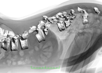 Néandertal, finalement si proche d’Homo sapiens