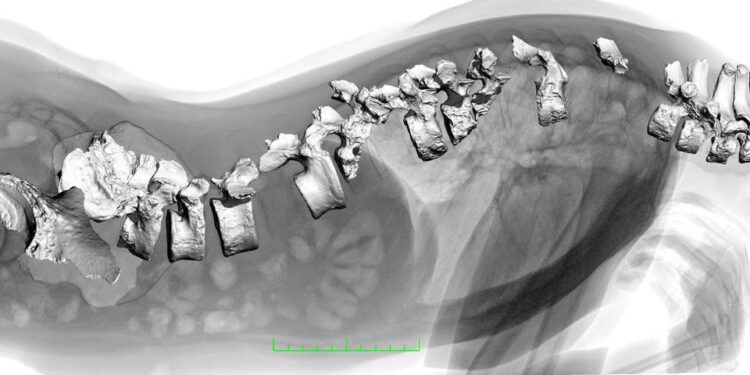 Néandertal, finalement si proche d’Homo sapiens