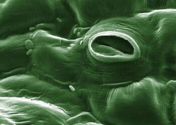 La transpiration des arbres, nouveau paramètre dans l’équation climatique