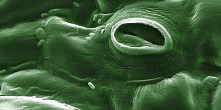 La transpiration des arbres, nouveau paramètre dans l’équation climatique