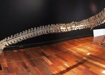 Les mésaventures d’un terrible lézard vendu aux enchères