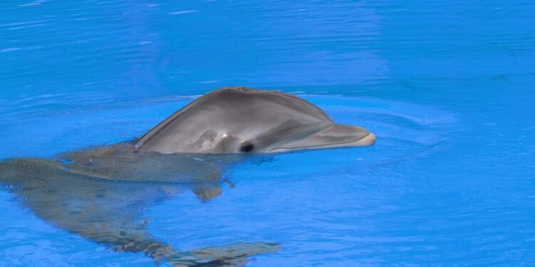 Parlez-vous dauphin?