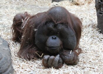 La vie sauvage, entre survivalisme et volupté