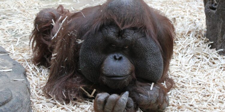 La vie sauvage, entre survivalisme et volupté