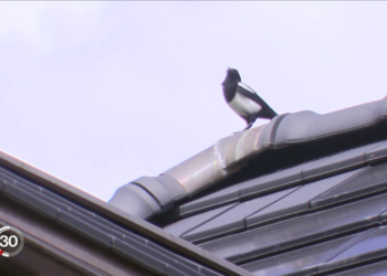 Les oiseaux, un marqueur important de la biodiversité en milieu habité