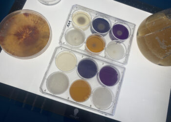 Produire des biocarburants de 2ème génération avec des champignons