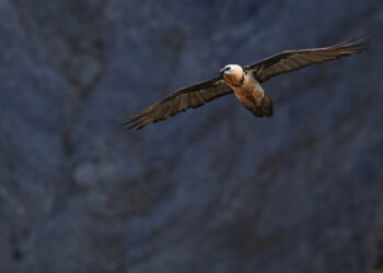 En Valais, un gypaète est mort après une collision avec un hélicoptère