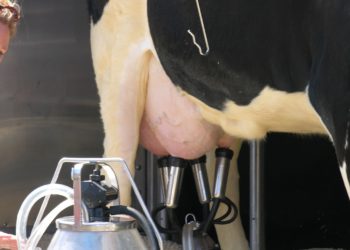 H5N1 dans le lait de vache: la Suisse se prépare