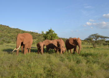 Les éléphants s’interpellent par des appels spécifiques, comme des noms