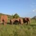 Les éléphants s’interpellent par des appels spécifiques, comme des noms