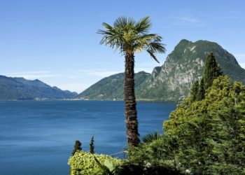 COMMENTAIRE: Haro final sur les plantes invasives en Suisse, comme le palmier du Tessin