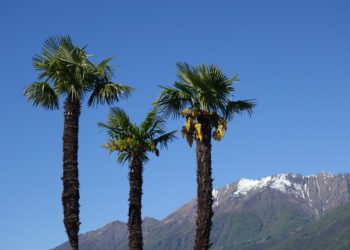 Les palmiers du Tessin peuvent s’autoféconder, d’où leur interdiction