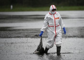 Des grues cendrées décimées par la grippe aviaire durant leur migration à travers la Suisse