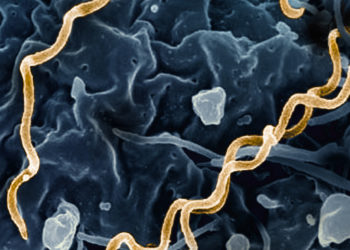 Une bactérie vieille de 5500 ans à l’origine de la syphilis, découverte par des scientifiques lausannois