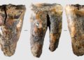 Il y a 60’000 ans, l’homme de Néandertal soignait déjà les caries à coup de silex