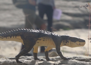 Depuis 50 ans, les proto-dinosaures d’Emosson fascinent paléontologues et grand public