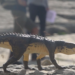 Depuis 50 ans, les proto-dinosaures d&rsquo;Emosson fascinent paléontologues et grand public